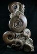 Large Lytoceras Ammonite Sculpture - Tall #7989-8